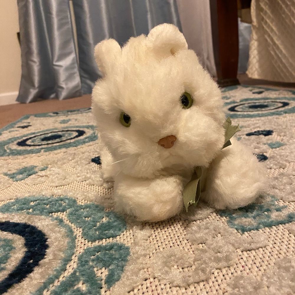 Pretty Fluffy White cat !
